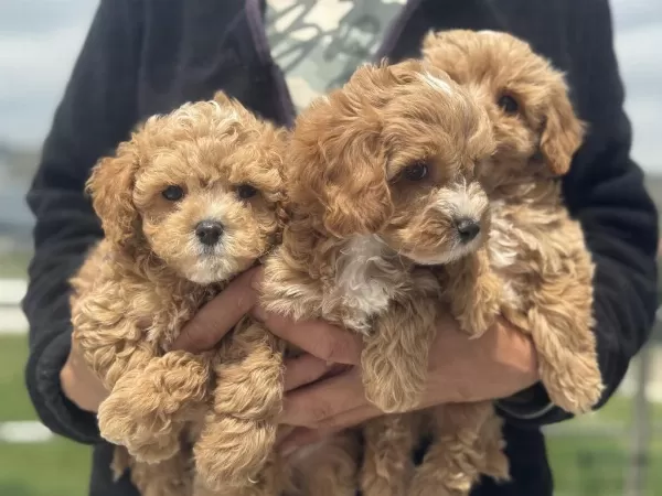 Petmode Köpek Çiftliğinden Kore Maltipoo