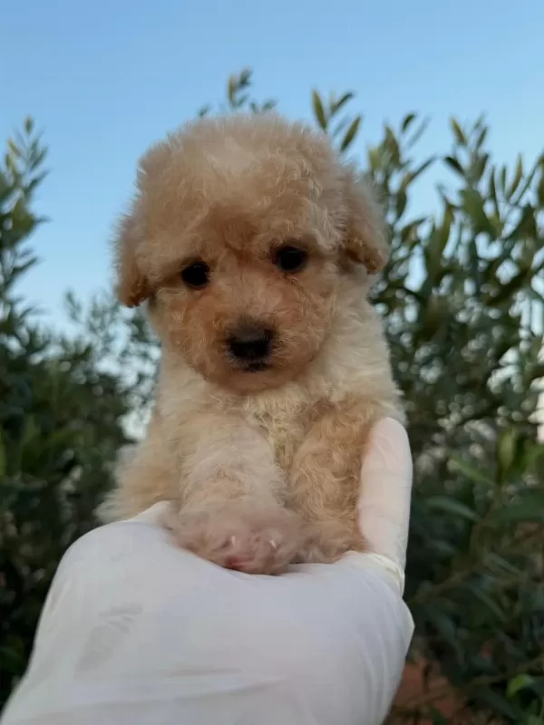 Toy Poodle Bebekleri