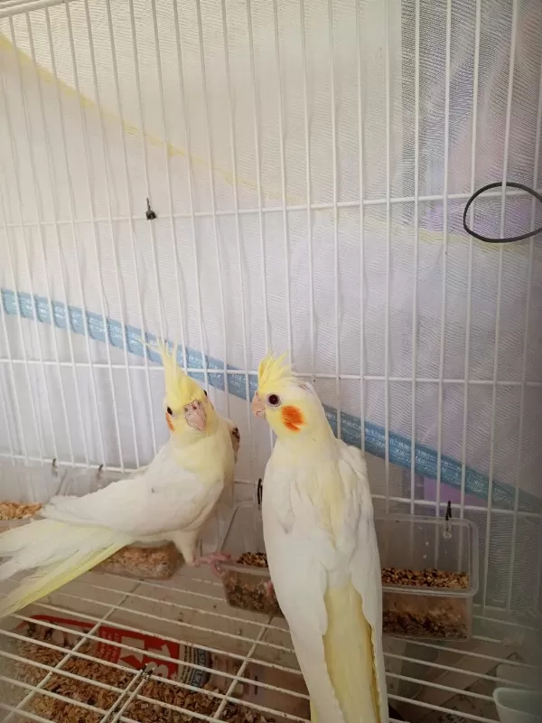 2 Aylık Yavru Sultan Papağanları