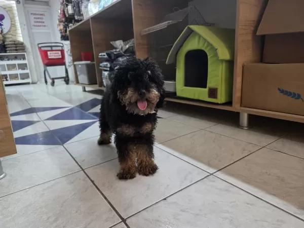 9 Aylik Dişi Çok Özel Toy Poodle