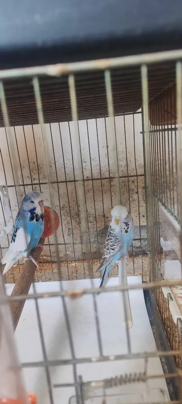 Üst Vasıf Show Jumbo Muhabbet Çifti Acil Zararına