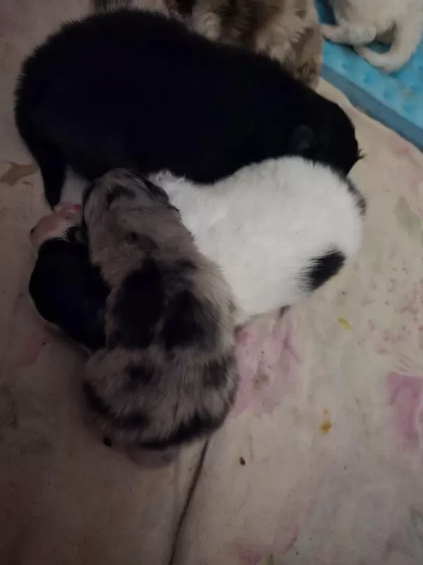 Üst Kaliteli Wcf Pomeranian Tea Cup
