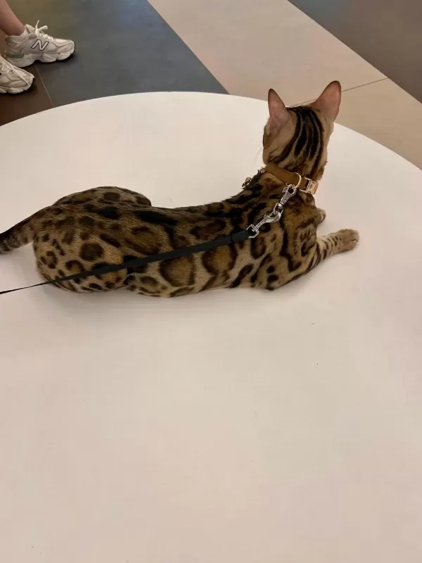 Bengal Kedisi Muhteşem Güzellik