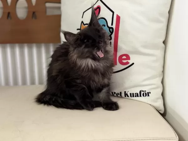 Sçr Li Aşılı Pasaportlu Maine Coon Yavrularımız