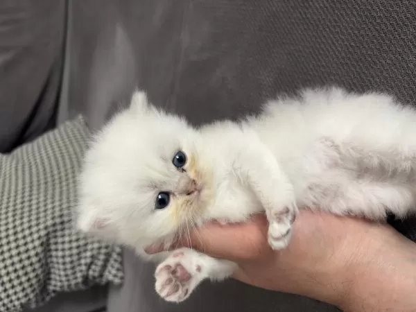British Shorthair 40 Günlük Erkek Yavru