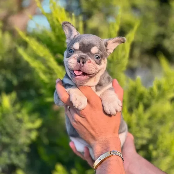 Premium Kalite Lilak French Bulldog Yavrusu