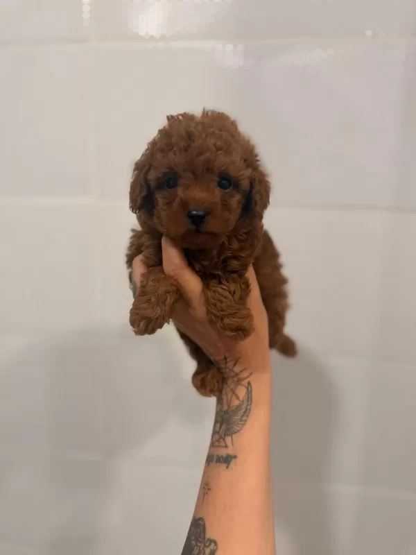 Toy Poodle Yavruları Dişi