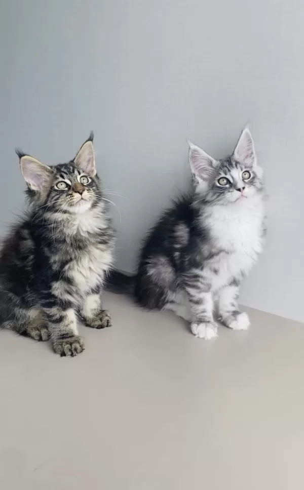 Değerini Bilene Özel Xxl Maine Coon Bebekleirm