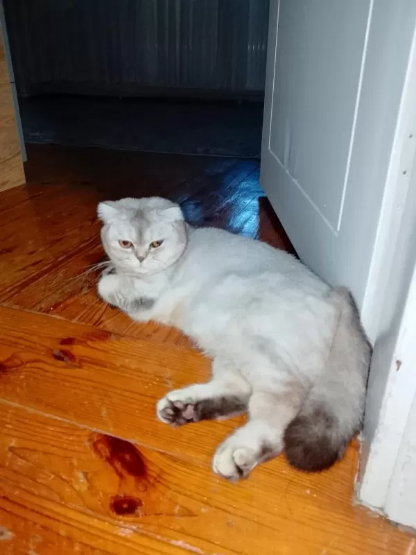 Scottish Fold 1.5 Yaşında