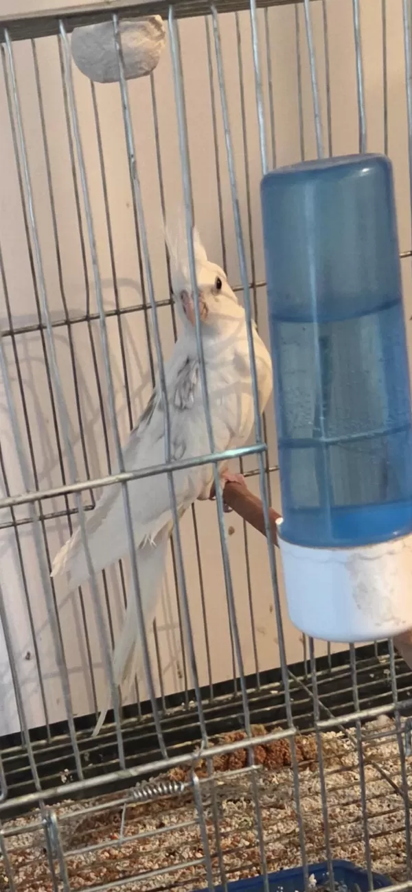 Heawy Sultan Papağani Zincir Desen Özel