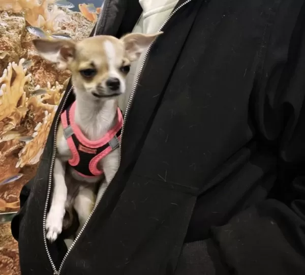 Orijinal Pinscher Yuva Arıyor