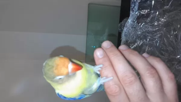Sahibinden Cennet Papağanı Erkek