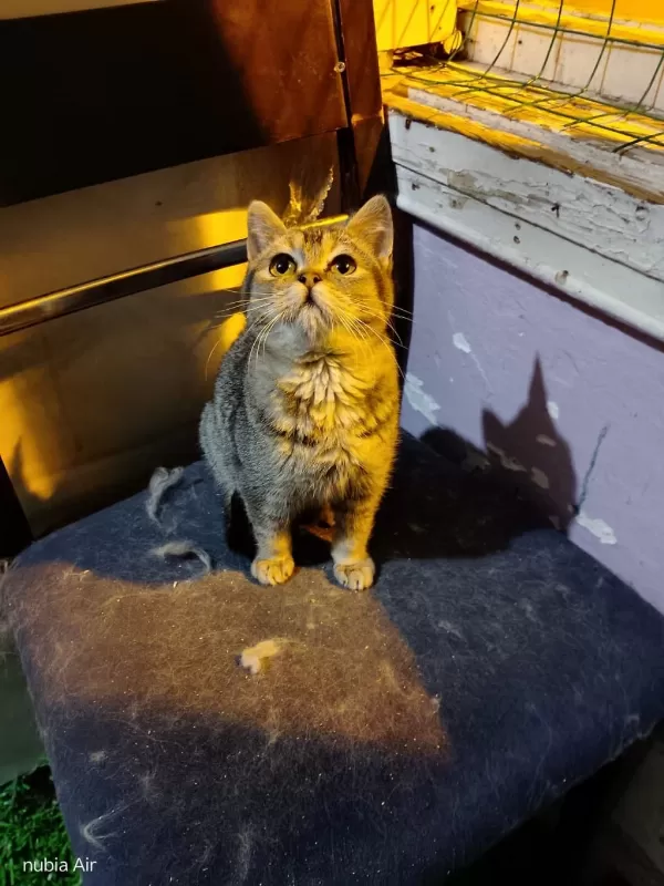 British Shorthair Bebeğimiz Ailesini Arıyor