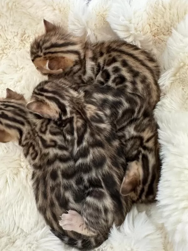 Bengal Kedisi Muhteşem Güzellik