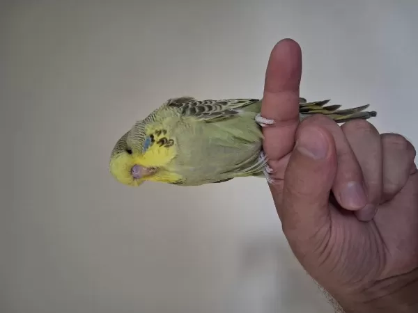 Yavru Show Jumbo Muhabbet Kuşları