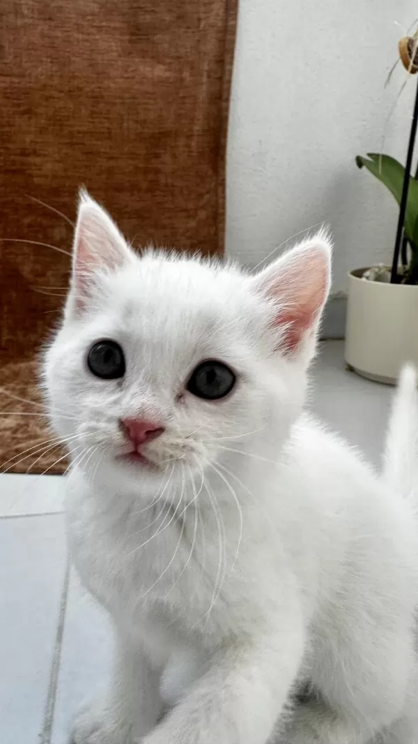 British Shorthair Beyaz Yavrular