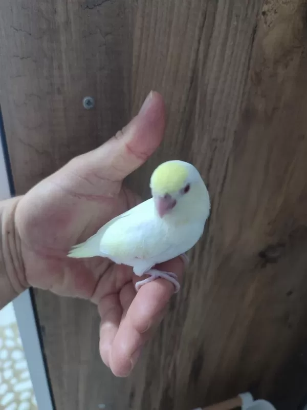 El Besleme Veya Yeni Yeme Düşmüş Kuşlar