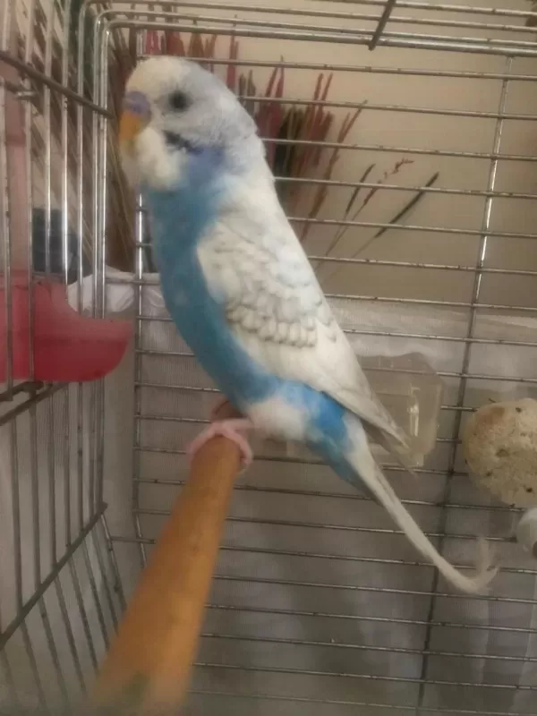 Muhabbet Kuşu 3 Aylik