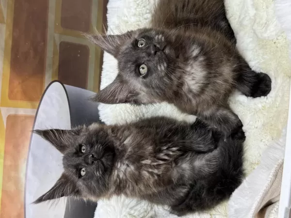 Black Smoke Maine Coon