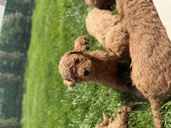 Sağlıklı Poodle Bebeklerim
