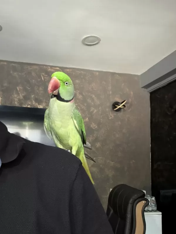 Konuşan Erkek Alexander Papağani Kafesiyle Birlikte