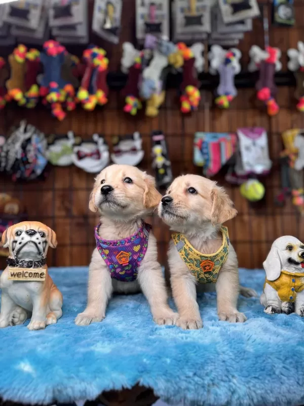 Her Eve Uygun Golden Retriever Bebekler