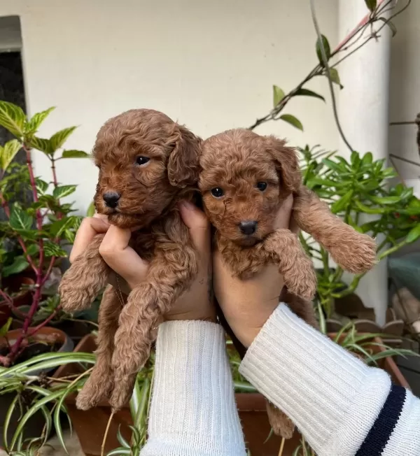 Mükemmel Kalitede Toy Poodle Minnoşlar