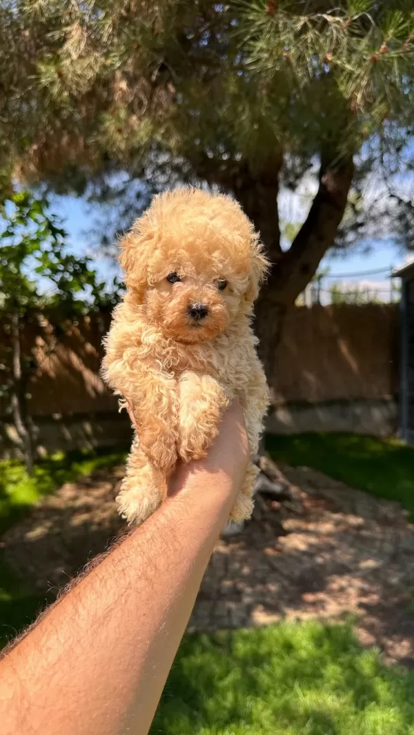 Aprikot Toy Poodle Yavrumuz