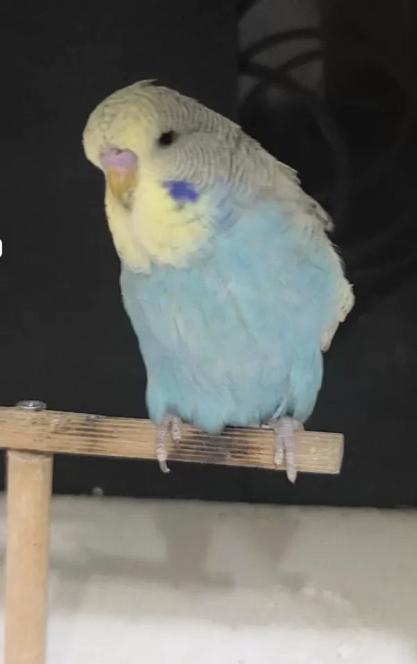 Yeni Yeme Düşen Jumbo Ve Show Jumbo Muhabbet Kuşları