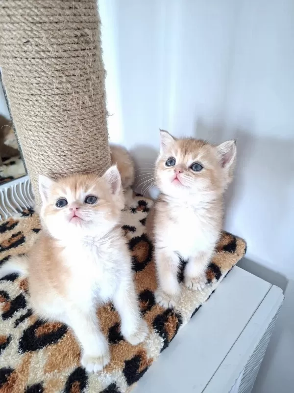 Safkan British Shorthair Golden Bebekler