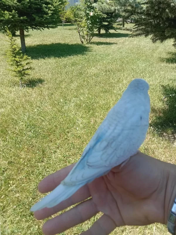 Jumbo Ev Muhabbet Kuşum