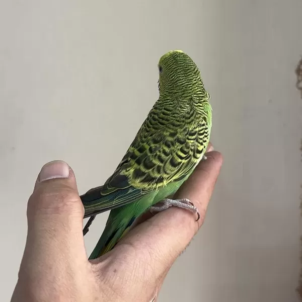 Bebek Muhabbet Kuşu Yeni Yeme Düşmüştür