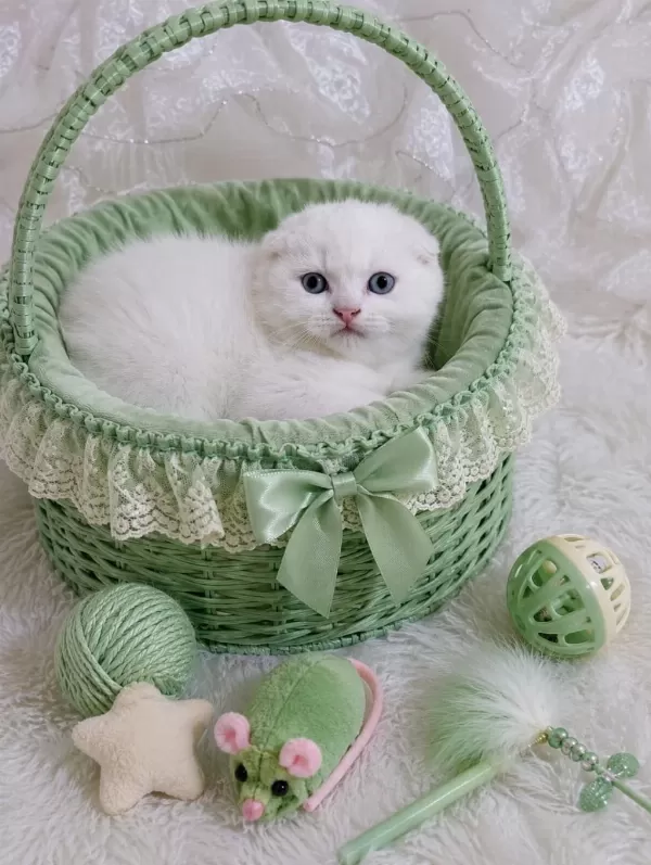 Scottish Fold Kar Beyazı Mavişler