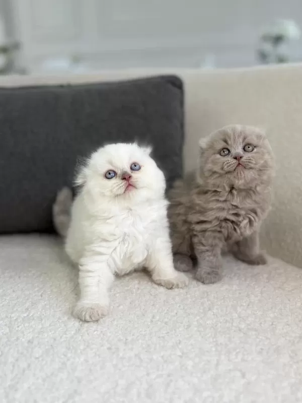 Show Class Scottish Fold Prensesler
