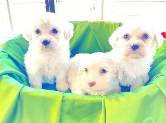 Ev Doğumu Maltese Bebekler