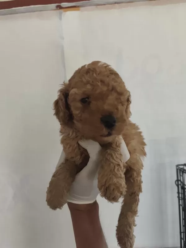 Toy Poodle Aşılı Kilo Garantili Yavrular