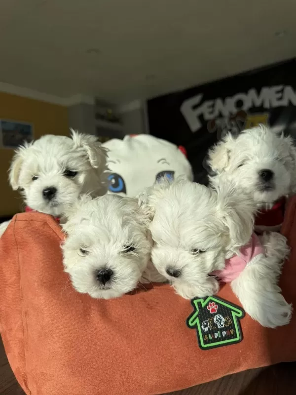 Kar Beyaz Maltese Yavrular Toy Poodle Yavrular Ankara