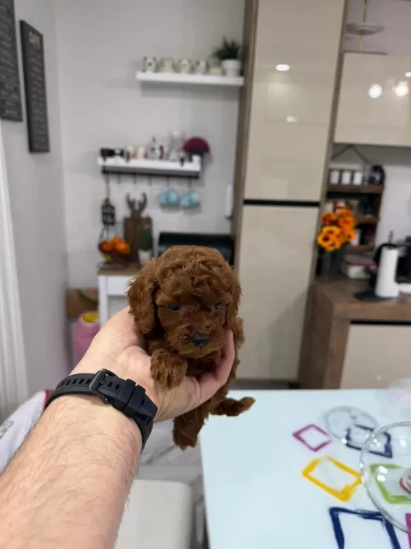 Wc Eğitimli Toy Poodle Yavrulr Ankara Mağzamzda Görün