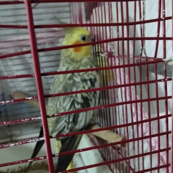 4 5 Aylık Sultan Papağanlar Ele Alışık