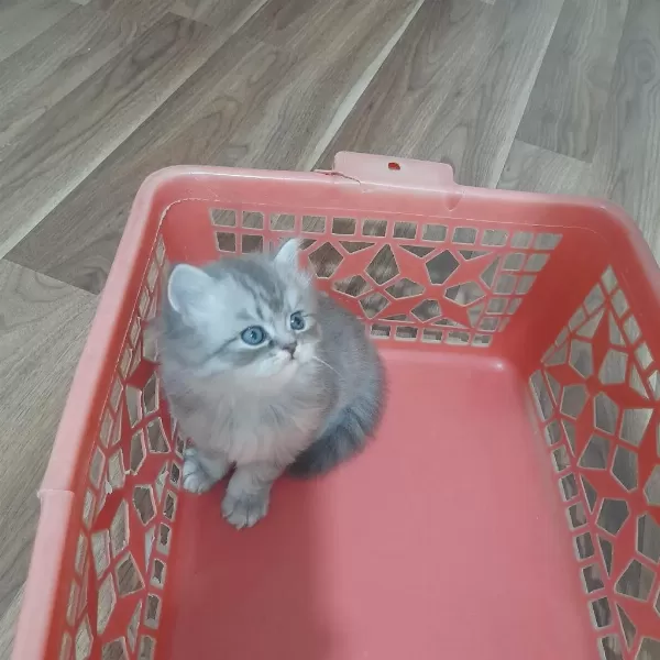 Yavru British Shorthair 50 Günlük Erkek