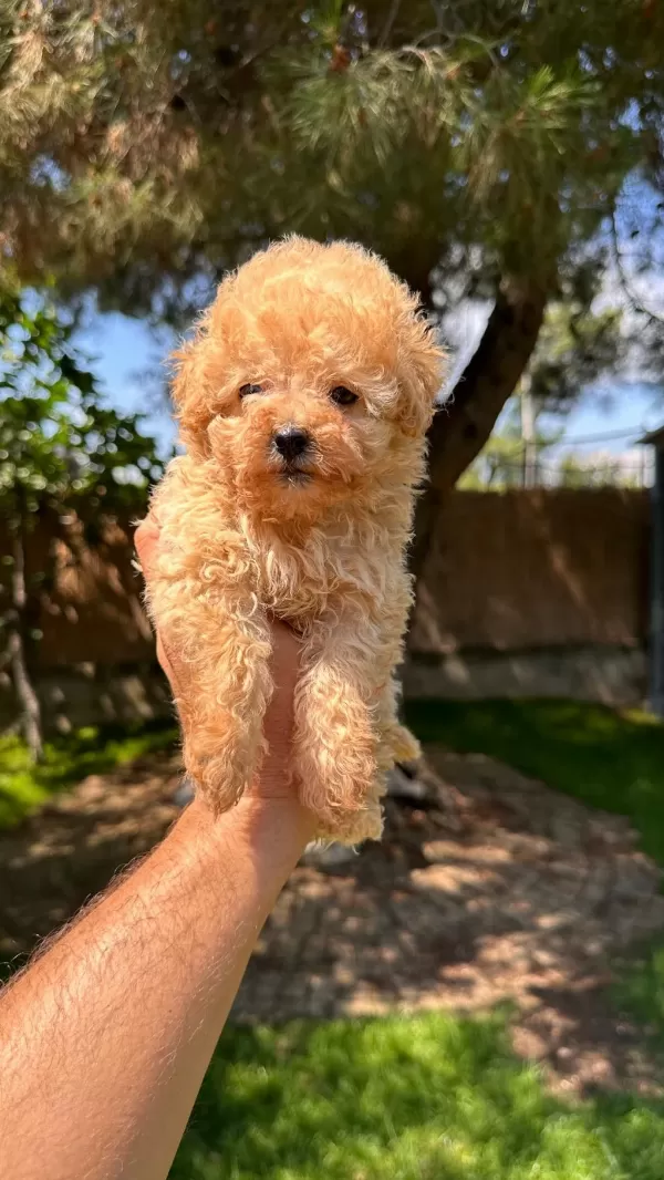 Aprikot Toy Poodle Yavrumuz