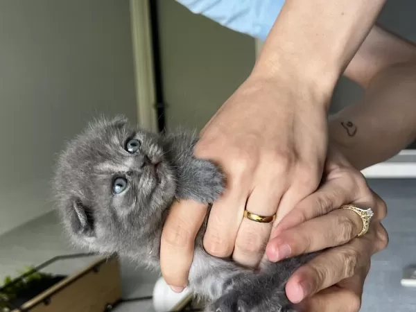 32 Günlük Yavru Scottish Fold