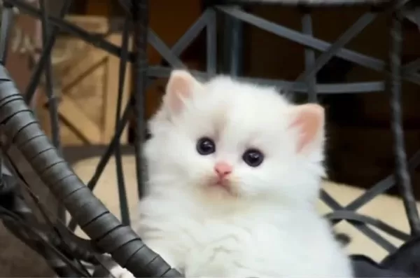 Şampiyon Anne Ve Babanın Safkan Ragdoll Bebekleri