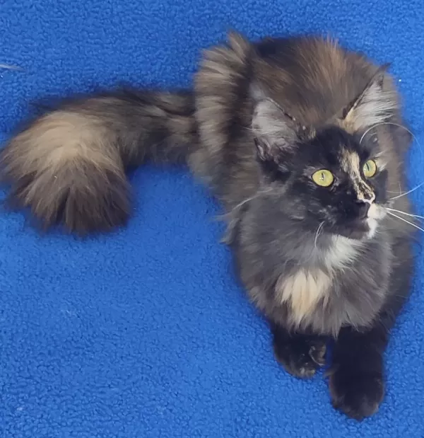 A Kalite Maincoon Yavrumuz Teslime Hazirdir