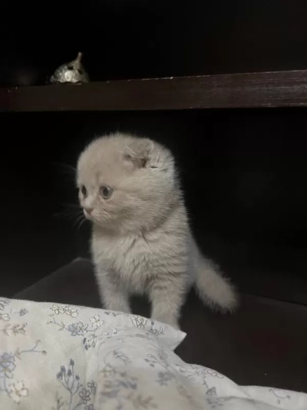 7 Adet Scottish Fold Yavrusu