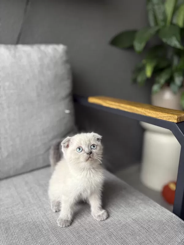Scottish Fold Blue Point Yavrularim