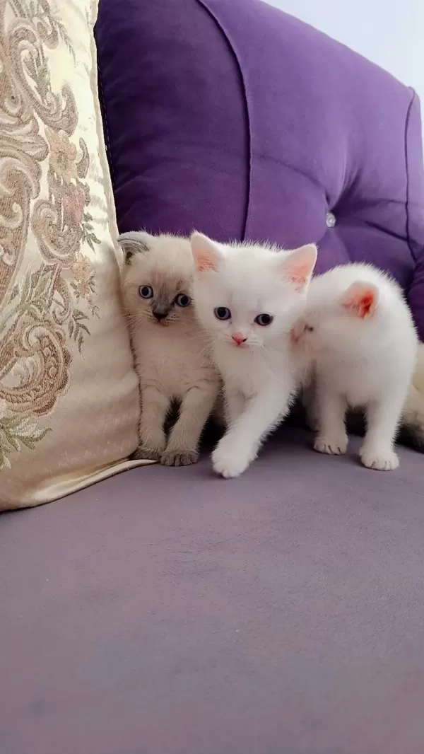 40 Günlük Scottish Blue Point Ve British Yavrular