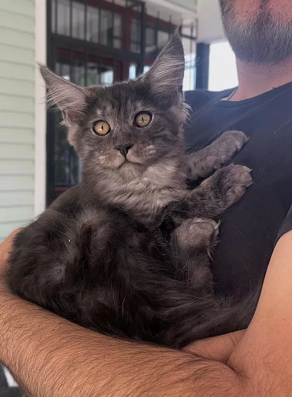 Wcf Üyesi Grand Design Catteryden Black Smoke Maine Coon