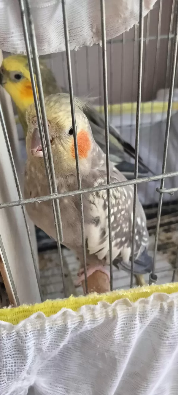 Harika Sultan Papağanları