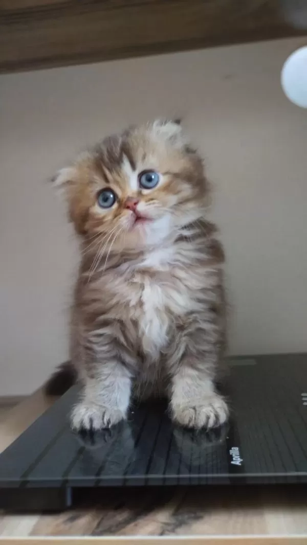 Golden Ve British Longhair